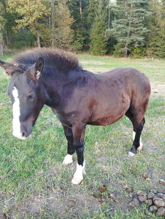 Sprzedam ogierka zimnokrwistego