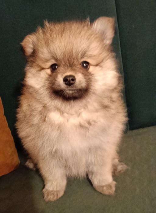 Pomeranian szpic miniaturowy