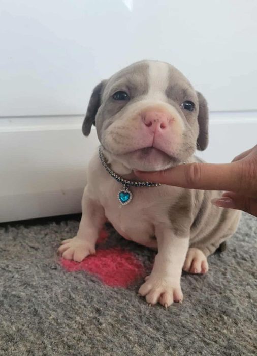 American Bully Blue Merle