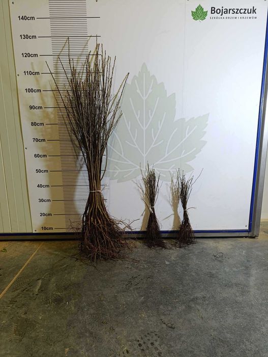 ANTYPKA - Podkładka dla drzew owocowych  JESIEŃ 2025 / WIOSNA 2026