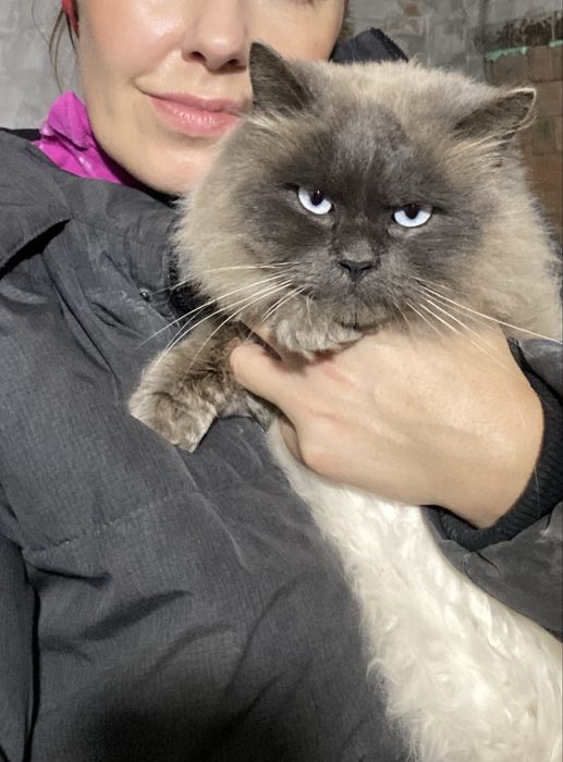 Віддам безкоштовно кота