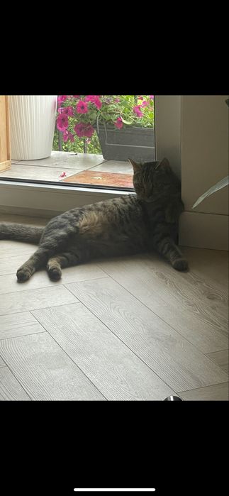 Oddam kotka kota w dobre ręcę