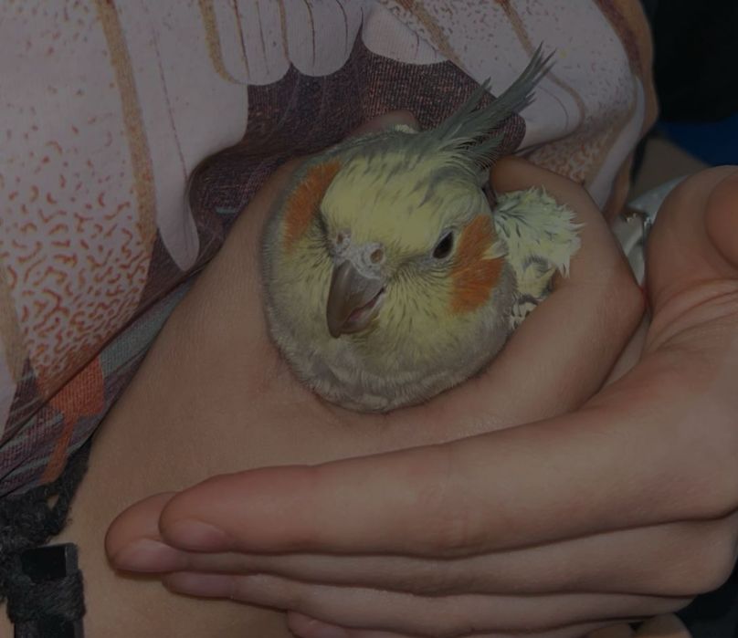 sprzedam parkę nimf