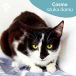 Młodziutki kocurek do adopcji! Poznajcie Cosmo!