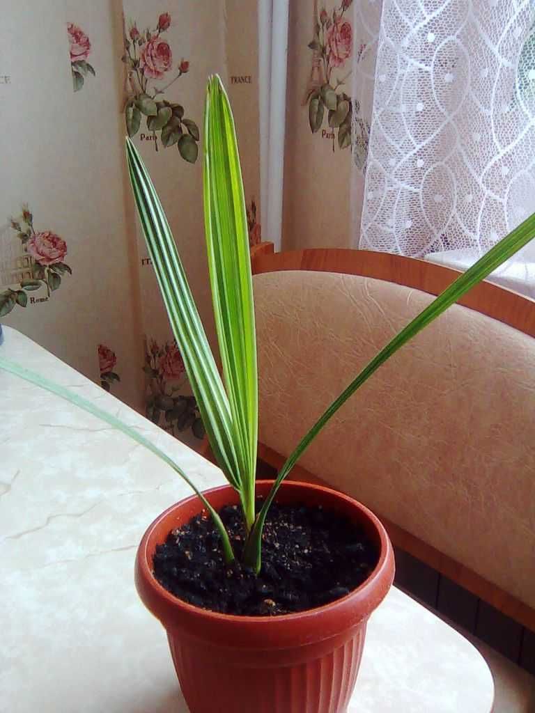 финиковая пальма молодая , стоимость реальная, растения комнатные