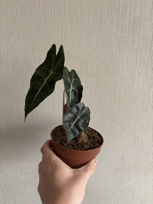 Аллоказія поллі Alocasia Polly