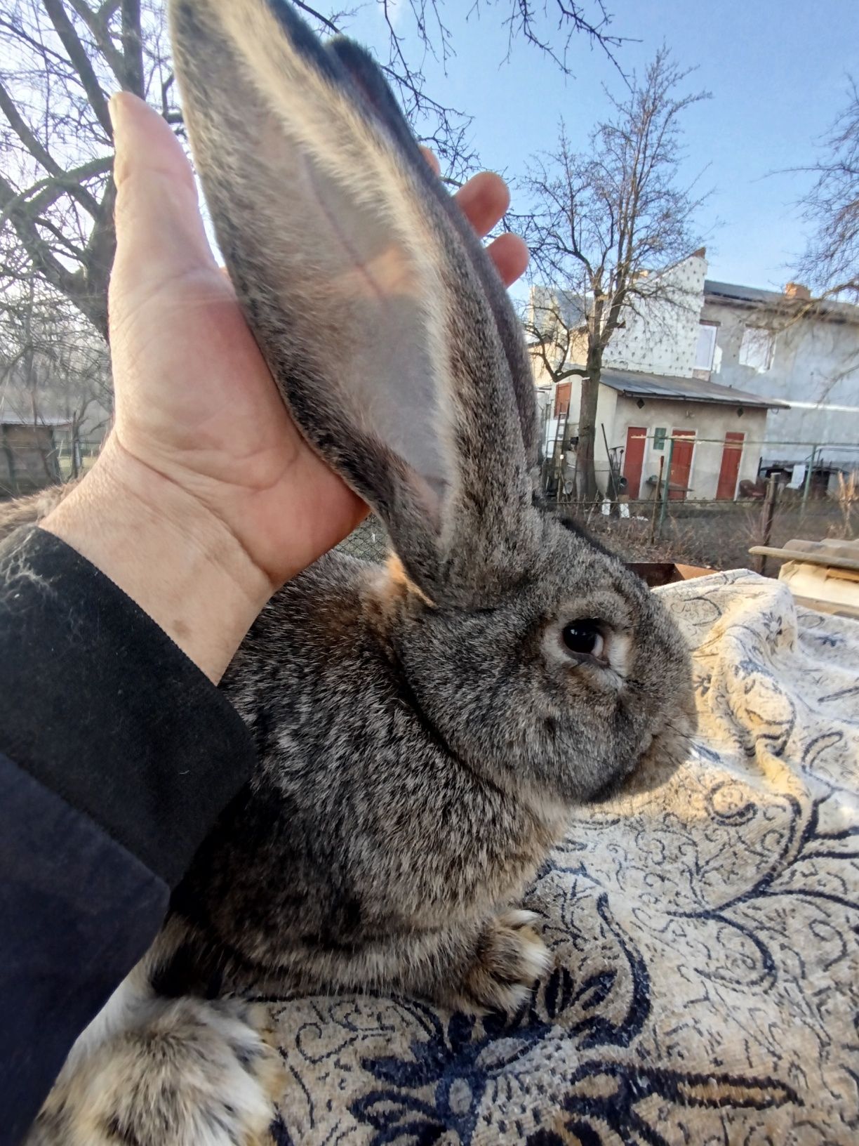 Продам кролів, породи фландер .