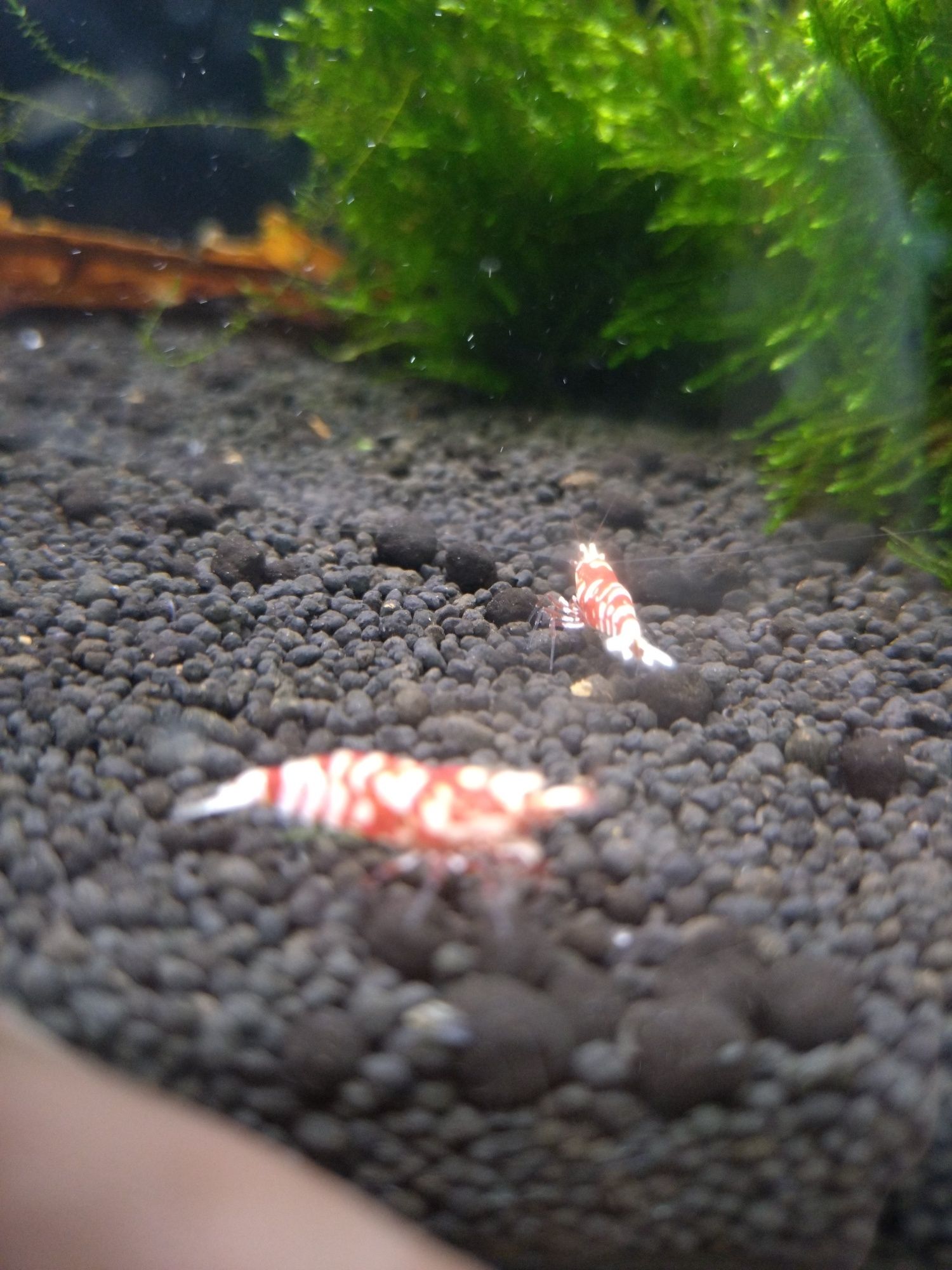 Krewetki Red fency Tiger