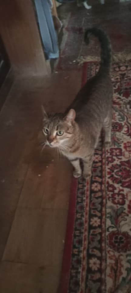 Перетримка котів