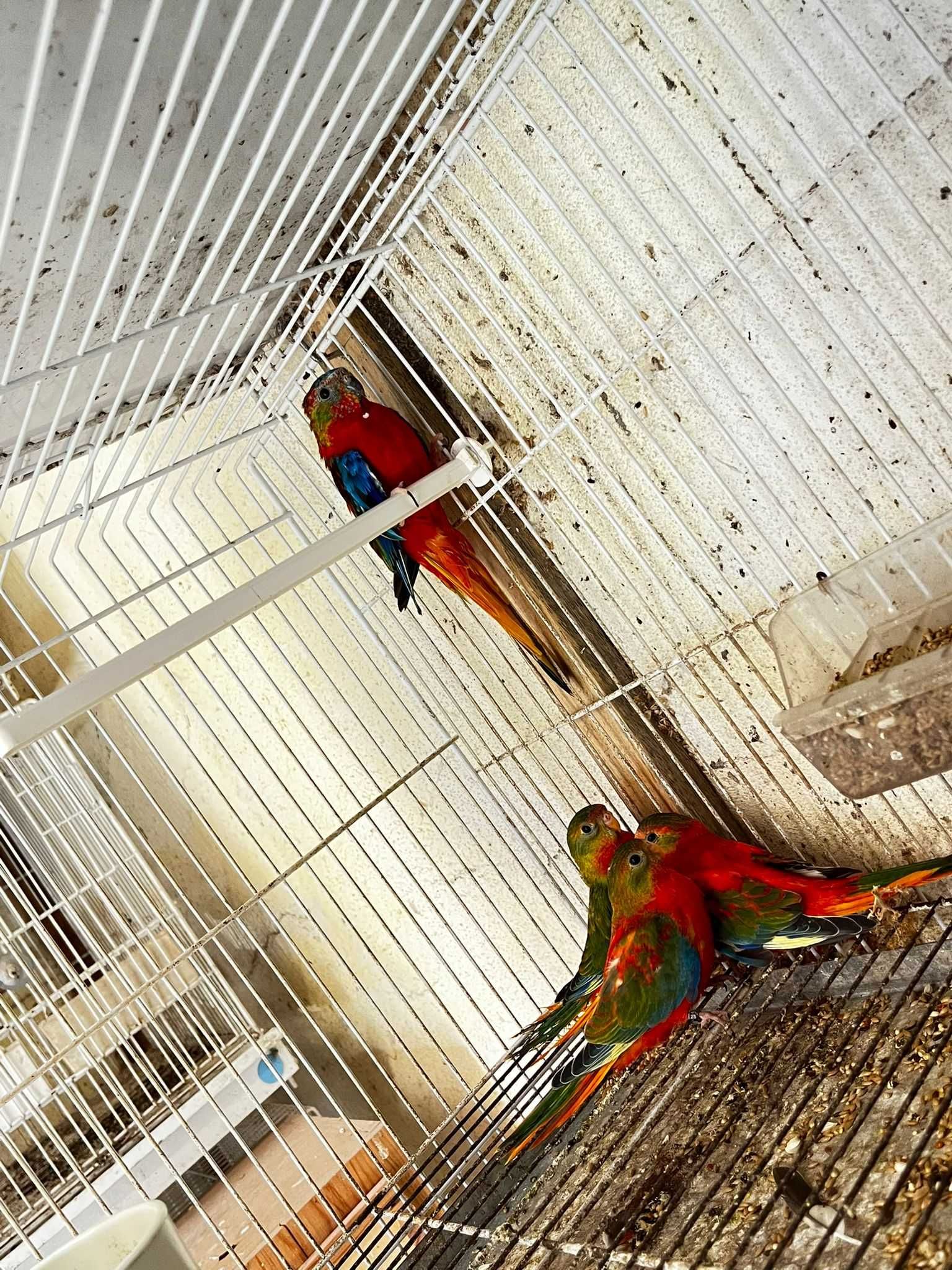Turquoisines Opalinos e Selvagens