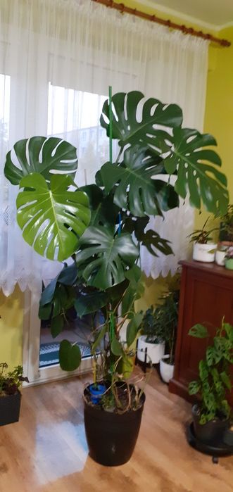 Monstrea wodna ,zdrowa bez lokatorów