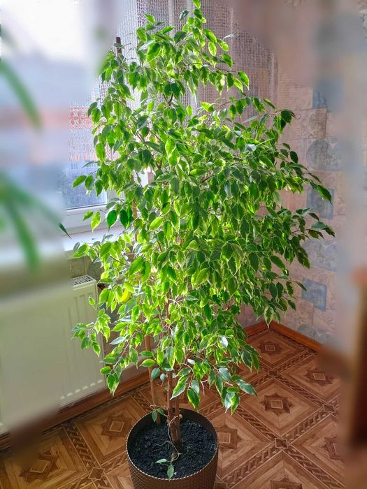 Фікус Бенджаміна із строкатим біло-зеленим листям.