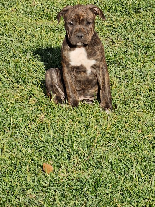 Amstaff american stafforshire terrier