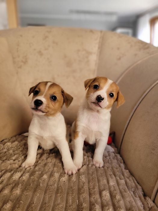 Jack Russell Terrier Piękny Szczeniak Zaprasza