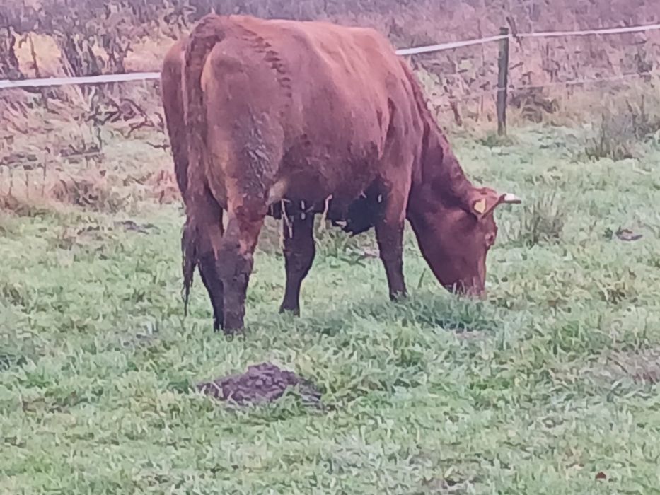 Jalowka limousine zacielona