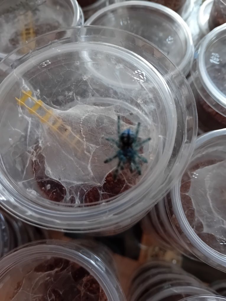 Ptaszniki Caribena Versicolor