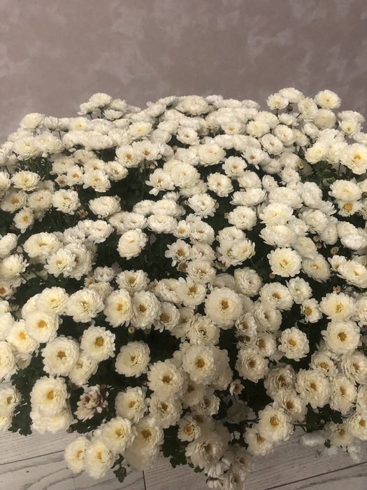 Продам хризантемы в горшке