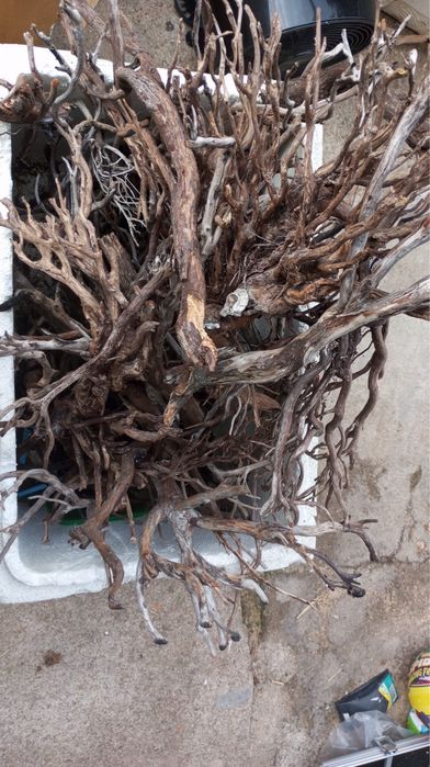 Ramos de decoração (aquário ou terrário)