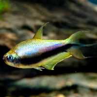 Peixes tetras Imperador