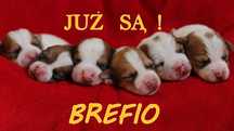 Już są!!- Jack Russell Terrier z hodowli"BREFIO"/badania genetyczne