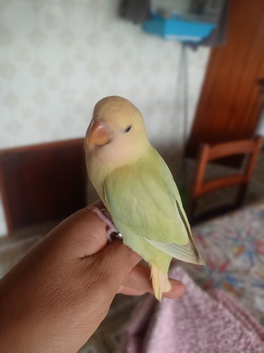 Agapórnis domesticados