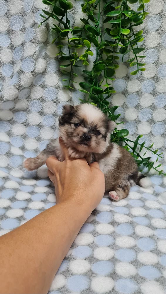 Excelente Lulu da Pomerania/Spitz Alemão Anão de Qualidade