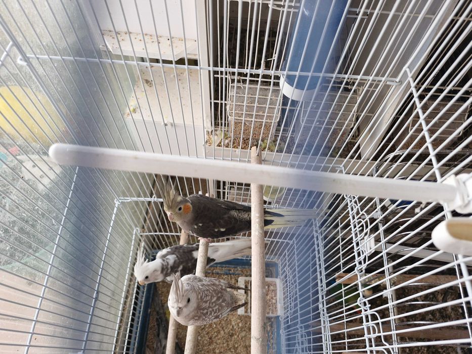 Caturras lindíssimas