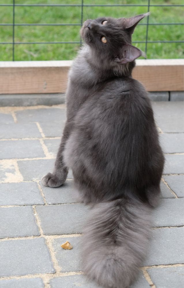 Maine coon kocur niebieski dymny fpl gotowy do odbioru