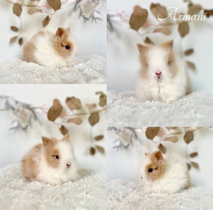 Króliczki rasy Karzełek: Teddy, niderlandzki oraz Mini Lop CZYSTA RASA