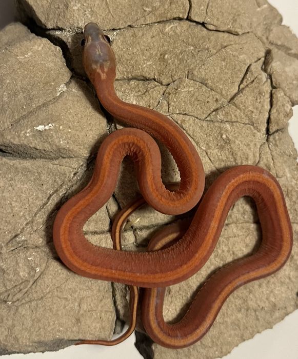 Wąż zbożowy scaleless motley tessera