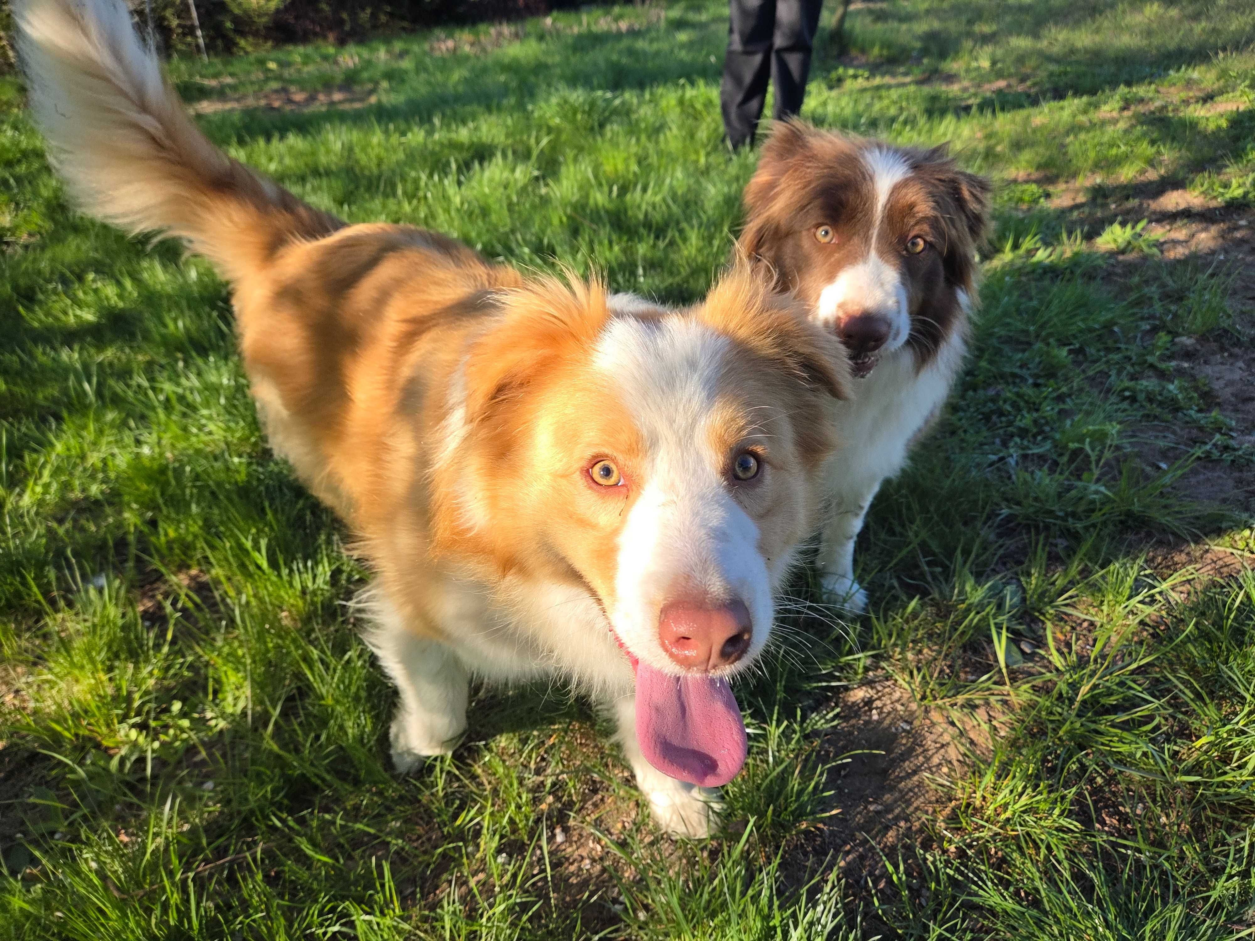 Border Collie ee red