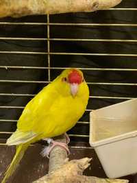 Умопомрачительный попугай какарик, разные окрасы