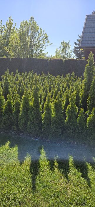 Tuja szmaragd 110 cm 130cm