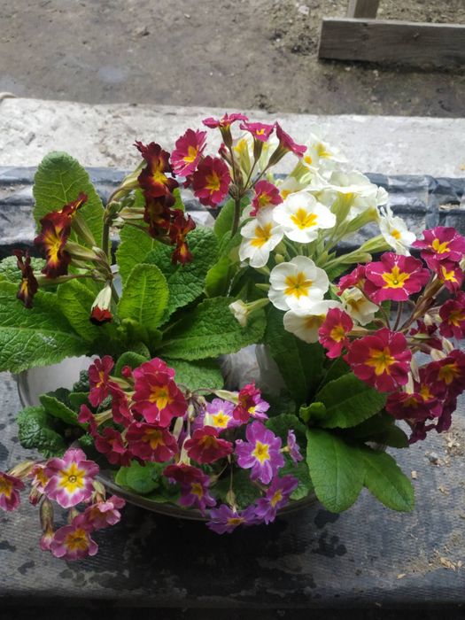 Айстра низькоросла, глобулярія, крилотичинник, примули, герань,брунера