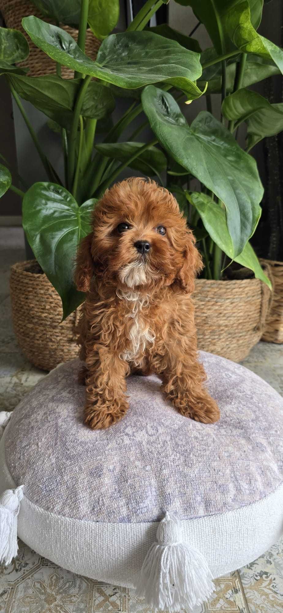 Cavapoo dziewczynka