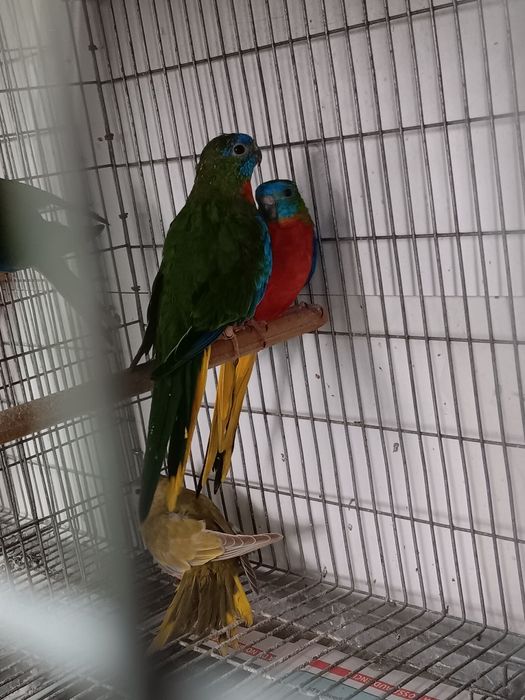 Neophemas Turquosines