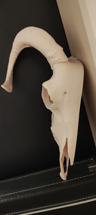 Połówka czaszki barana ozdoba do terrarium 3d