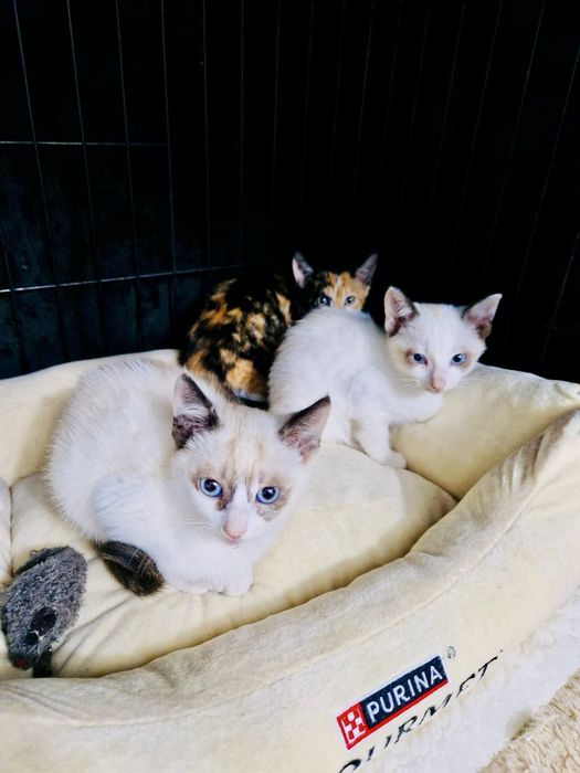 Bebés fêmeas com cerca de 2 meses para adoção responsável