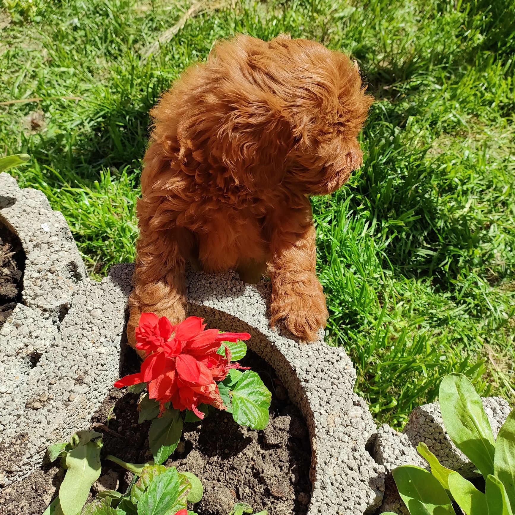 Prześliczna suczka Maltipoo.