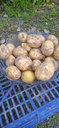 Продам молоду картоплю оптом і в роздріб