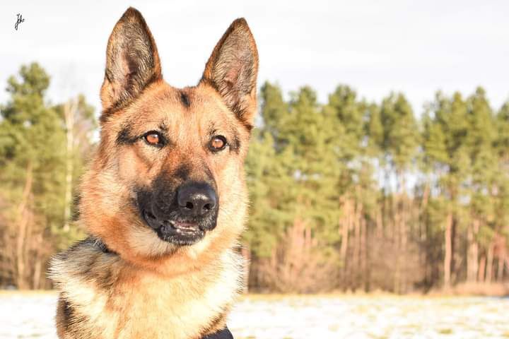 Uwielbiająca pieszczoty sunia w typie owczarka niemieckiego do adopcji