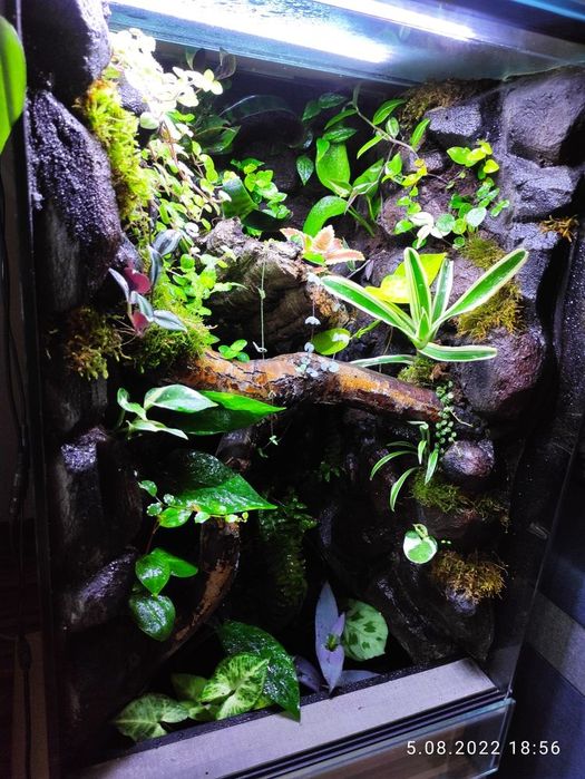 Terrarium tropikalne gekon jaszczurka