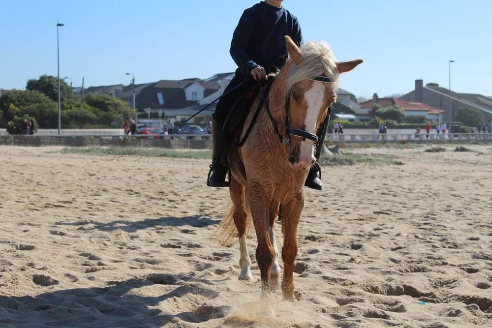 Cavalo castrado para terapias aulasas