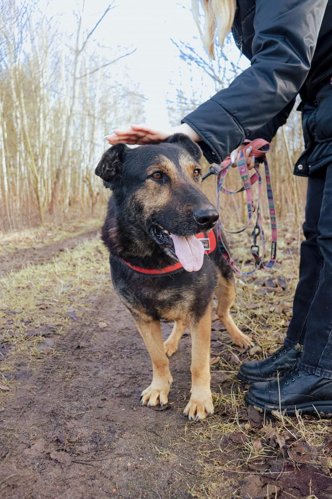 Pies, suczka do adopcji, schronisko strzelce