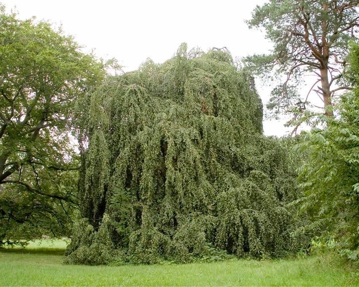 Buk pospolity ’ Pendula ’ Fagus sylvatica