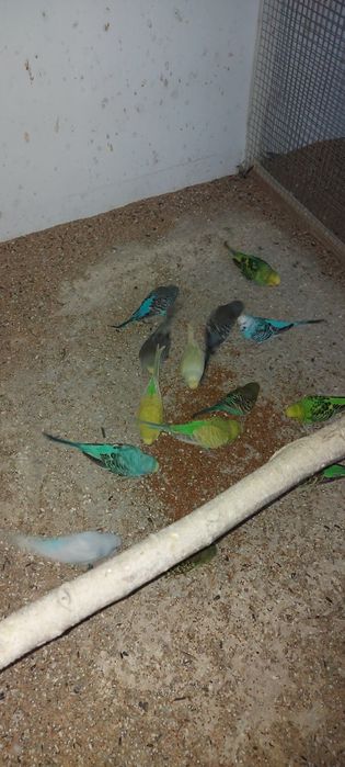 Papuga  falista 2025r