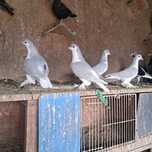 Lahor lahore możliwy transpot