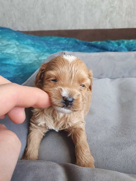 Мальтіпу F2 цуценята 700$ безкоштовна доставка по Львову