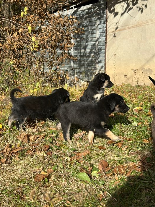Песики шукають сімʼю БЕЗКОШТОВНО