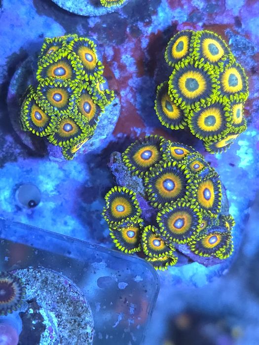 Corais de agua salgada zoantus